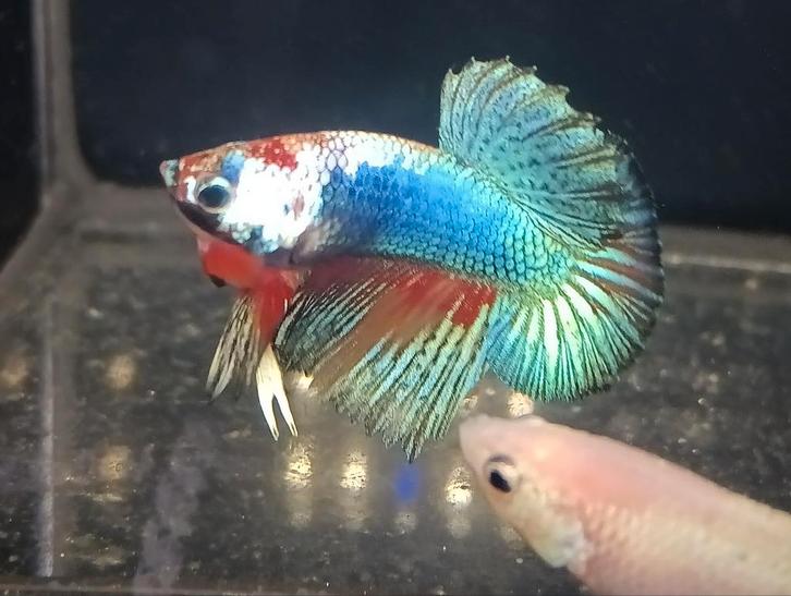 Betta man multicolor, Dieren en Toebehoren, Vissen | Aquariumvissen