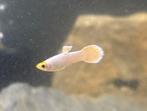 Guppy Snow white, Vis, Zoetwatervis