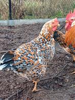 3 Leghorn porselein hennen, Femelle, Poule ou poulet