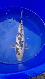 Doitsu shiro utsuri, Dieren en Toebehoren, Vissen | Vijvervissen