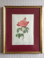 Repro lithographie 'Rosa Gallica Aurelianenis'–Redouté-Langl, Antiquités & Art, Enlèvement ou Envoi