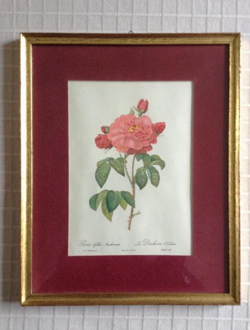 Repro litho ‘Rosa Gallica Aurelianenis’–Redouté-Langlois, Antiek en Kunst, Kunst | Litho's en Zeefdrukken, Ophalen of Verzenden