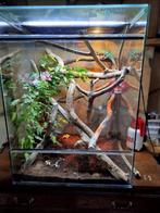 Terrarium, Enlèvement, Utilisé, Terrarium ou Paludarium