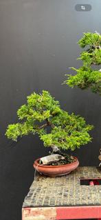 Bonsaï juniperus genévrier, Tuin en Terras, Ophalen, Zomer