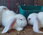 Franse hangoren, Dieren en Toebehoren, Meerdere dieren, Groot, Hangoor, 0 tot 2 jaar