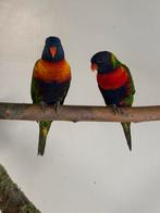 Lori VD Blauwe Bergen, Dieren en Toebehoren, Geringd