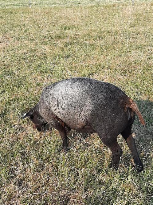 Jaarlingrammen blauwe Texelaar, Dieren en Toebehoren, Schapen, Geiten en Varkens