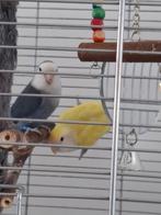 Koppel agapornis rozeicolli, Dieren en Toebehoren, Vogels | Parkieten en Papegaaien