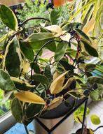 hoya's, Huis en Inrichting, Kamerplanten, Verzenden