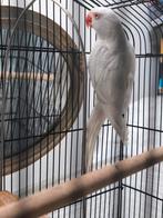 Halsband parkiet ,niet tam, man, met ring, albino, Dieren en Toebehoren, Vogels | Parkieten en Papegaaien, Parkiet, Tam