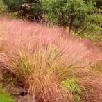 Stipa arundinacea, Ophalen, Zomer, Halfschaduw