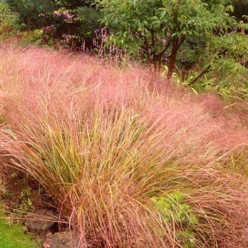 Stipa arundinacea, Tuin en Terras, Planten | Tuinplanten, Halfschaduw, Zomer, Ophalen