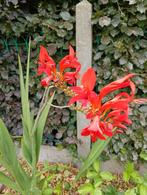 Crocosmia, Ophalen