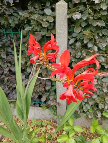 Crocosmia, Enlèvement