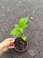 Hibiscus, Volle zon, Vaste plant, Zomer, Ophalen