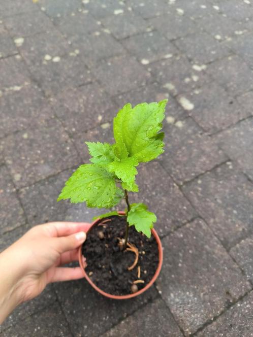 Hibiscus, Tuin en Terras, Planten | Tuinplanten, Vaste plant, Overige soorten, Volle zon, Zomer, Ophalen