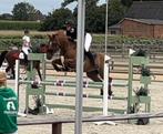 Betrouwbare allround merrie (2012), ideaal voor beginner, Dieren en Toebehoren, Paarden, Merrie, Springpaard, Gechipt, L