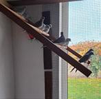 Diamantduifjes, Dieren en Toebehoren, Vogels | Overige Vogels