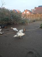 Kalkoenen en eenden te koop