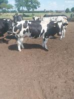 Dikbil vaars 1 keer gekalft, Dieren en Toebehoren