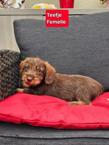 ruwhaar teckel pups beschikbaar voor biedingen