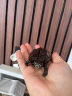 Waterschildpad, Dieren en Toebehoren, Reptielen en Amfibieën, Schildpad, Met terrarium, 0 tot 2 jaar