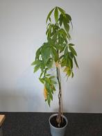 Geldboom pachira, Tuin en Terras, Planten | Tuinplanten, Ophalen