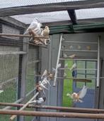 Te koop jonge kanaries, Dieren en Toebehoren