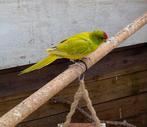 Kakariki pop, Dieren en Toebehoren, Vogels | Parkieten en Papegaaien, Vrouwelijk, Parkiet, Geringd