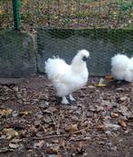 Gratis jonge zijdenhoen haan, Dieren en Toebehoren, Pluimvee, Mannelijk, Kip