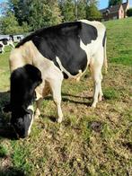 zwartbont holstein stier fokstier springstier dekstier, Dieren en Toebehoren, Runderen, Mannelijk, 0 tot 2 jaar