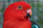 AUSTRALISE KONINGS PARKIETEN, Meerdere dieren, Parkiet, Geringd
