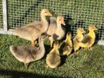 Prachtige boeren ganzen, Dieren en Toebehoren, Pluimvee, Gans of Zwaan