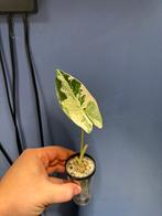 Alocasia frydek variegata, Maison & Meubles, Plantes d'intérieur, Autres espèces, En pot, Moins de 100 cm, Enlèvement