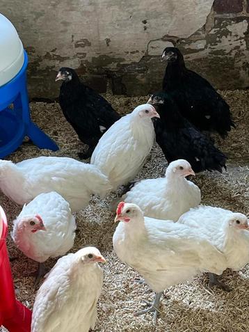 kuikens, Dieren en Toebehoren, Pluimvee, Meerdere dieren, Kip