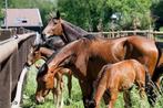 Opfok met aandacht, Dieren en Toebehoren, Stalling en Weidegang, Weidegang, 4 paarden of pony's of meer