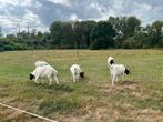 Boergeiten, Dieren en Toebehoren, Schapen, Geiten en Varkens, Mannelijk, Geit, 3 tot 5 jaar