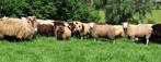 Moutons pour la fête, Mannelijk, Schaap