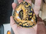 1.1 Piedbald Morphs Te Koop, Slang, Tam, 0 tot 2 jaar