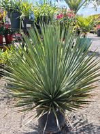 Yucca Rostrata - palmlelie, Ophalen