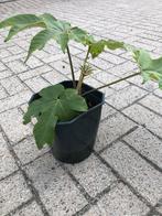 Tetrapanax/ rijstpapierboom, Tuin en Terras, Ophalen