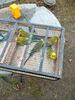 Engelse gras parkieten, Dieren en Toebehoren, Vogels | Parkieten en Papegaaien