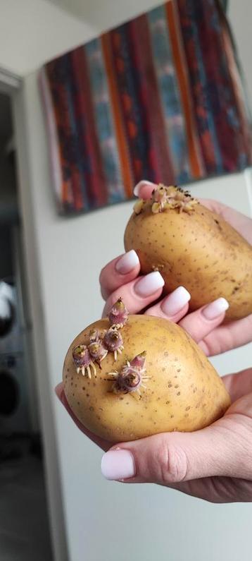 Pomme de terre à planter !