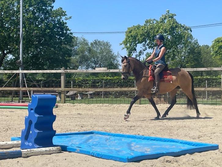 Lusitano merrie valk 8 jaar, Dieren en Toebehoren, Paarden, Merrie, Niet van toepassing, Met stamboom, Gechipt, Ontwormd
