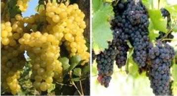 PLANTS DE RAISIN / VIGNES, 1 mètre, bleus et blancs, 12€/pc