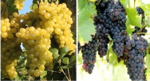 PLANTS DE RAISIN / VIGNES, 1 mètre, bleus et blancs, 12€/pc, Jardin & Terrasse, Plantes | Jardin, Plante fixe, Plantes fruitières