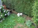 Trio Cochin groothoender, Dieren en Toebehoren, Pluimvee, Meerdere dieren, Kip