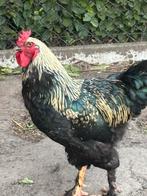 Brahma haan, Mannelijk, Kip