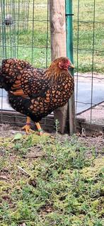 Wyandottes naines, Dieren en Toebehoren, Pluimvee