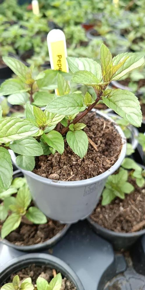 28 soorten munt met verschillende geur en smaak, Tuin en Terras, Planten | Tuinplanten, Vaste plant, Kruiden, Halfschaduw, Zomer